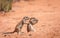 Cute Cape ground squirrel family.