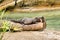 Cute Cape otter rests on trunk