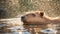 cute capybara bathes relax water wild animal nature mammal brazil outdoor travel