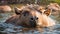 cute capybara bathes the water