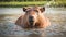 cute capybara bathes the water wild animal