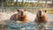 cute capybara bathes the water wild animal nature