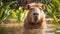 cute capybara beautiful relax water swim furry nature mammal river travel