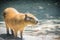 A cute capybara (Hydrochoerus hydrochaeris), the largest living