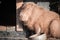 Cute capybara portrait taking sun