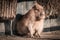 Cute capybara portrait taking sun