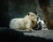 Cute capybara resting in the cave