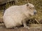 Cute capybara rodent