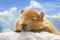 Cute capybara is sleeping. Generative AI