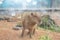 cute capybara sparkling