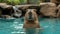 Cute Capybara swims in the pool against the backdrop of the summer garden