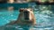 Cute Capybara swims in the pool against the backdrop of the summer garden