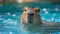 Cute Capybara swims in the pool against the backdrop of the summer garden