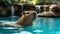 Cute Capybara swims in the pool against the backdrop of the summer garden