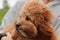 a cute caramel cavoodle breed puppy dog being held and cuddled and played with in the arms of it`s owner
