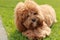 a cute caramel cavoodle breed puppy dog lying on the ground playing and chewing on a stick in a park