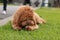a cute caramel cavoodle breed puppy dog lying on the ground playing and chewing on a stick in a park