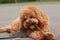 A cute caramel cavoodle breed puppy dog lying on the ground playing and chewing on a stick in a park