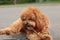 A cute caramel cavoodle breed puppy dog lying on the ground playing and chewing on a stick in a park