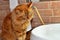 Cute caramel colored kitten sitting by the sink