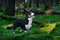 Cute Cardigan Welsh Corgi