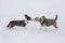 Cute cardigan welsh corgi puppy and english beagle puppy are standing on a white snow in the winter park. Pet animals