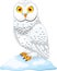 Cute cartoon Arctic owl