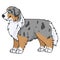 Cute cartoon australian shepherd dog vector clipart. Pedigree kennel doggie breed for dog lovers. Purebred domestic puppy for pet