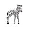 Cute cartoon baby zebra standing isolated on white background.