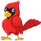 Cute cartoon beautiful cardinal bird