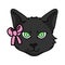 Cute cartoon Bombay kitten face with pink bow vector clipart. Pedigree kitty breed for cat lovers. Purebred black