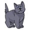 Cute cartoon British shorthair kitten vector clipart. Pedigree kitty breed for cat lovers. Purebred domestic cat for pet
