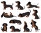 Cute cartoon dachshund dog breed in various poses. Dachshund adorable character sleeping, walking, playing vector