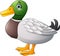 Cute cartoon duck