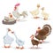 Cute cartoon farm birds set. Couple birds collection. Rooster and hen, ducks, geese and turkeys. Farm animals. Vecor illustrations