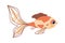 Cute cartoon fish. Ocean fauna. Underwater swimming creature. Isolated spotted goldfish mockup. Undersea animal with