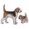 Cute cartoon foxhound hunting dog and puppy vector clipart. Pedigree kennel doggie breed for dog lovers. Purebred doggy