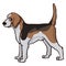 Cute cartoon foxhound hunting dog vector clipart. Pedigree kennel doggie breed for dog lovers. Purebred doggy for pet parlor