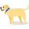 Cute cartoon golden retriever in a blue collar isolated on white background. Simple modern flat style illustration.