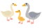 Cute cartoon goose family in flat style isolated on white background