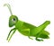 Cute cartoon grasshopper isolated on a white background. Vector illustration.