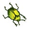 Cute cartoon green fruit beetle vector clipart. Garden pest bug. Athropod naive doodle of winged biological insect. Doodle of yard