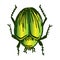 Cute cartoon green giant fruit beetle vector clipart. Garden pest bug. Athropod naive doodle of winged biological insect. Doodle
