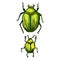 Cute cartoon green two giant fruit beetle vector clipart. Garden pest bug. Athropod naive doodle of winged biological insect.