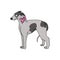Cute cartoon greyhound dog with pink bow vector clipart. Pedigree kennel racing hound for dog lovers. Purebred domestic