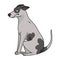 Cute cartoon Greyhound sitting dog vector clipart. Pedigree kennel doggie breed for kennel club. Purebred domestic puppy