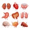 Cute cartoon human organs. Stomach, lungs and kidneys, brain and heart, liver. Funny inner organs vector anatomy