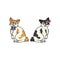 Cute cartoon Japanese Bobtail boy and girl kitten vector clipart. Pedigree kitty breed for cat lovers. Purebred calico