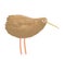 Cute cartoon kiwi illustration