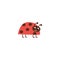 Cute cartoon ladybug standing and smiling, happy red insect with brown spots